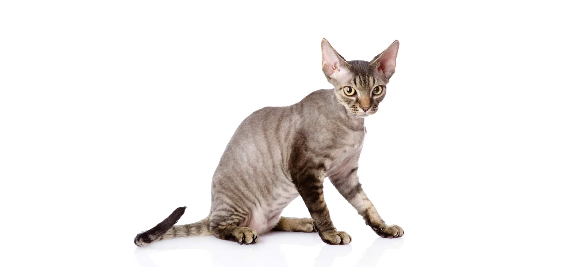 devon-rex-insurance
