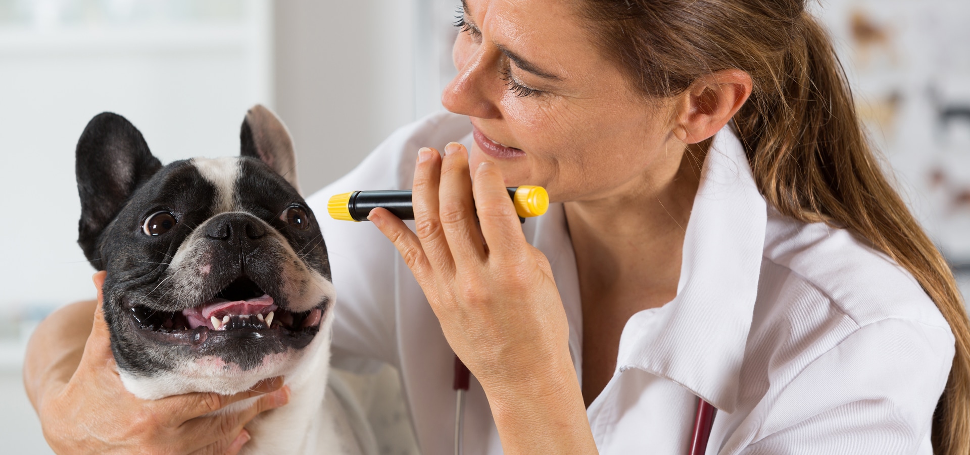 dogs eye problems
