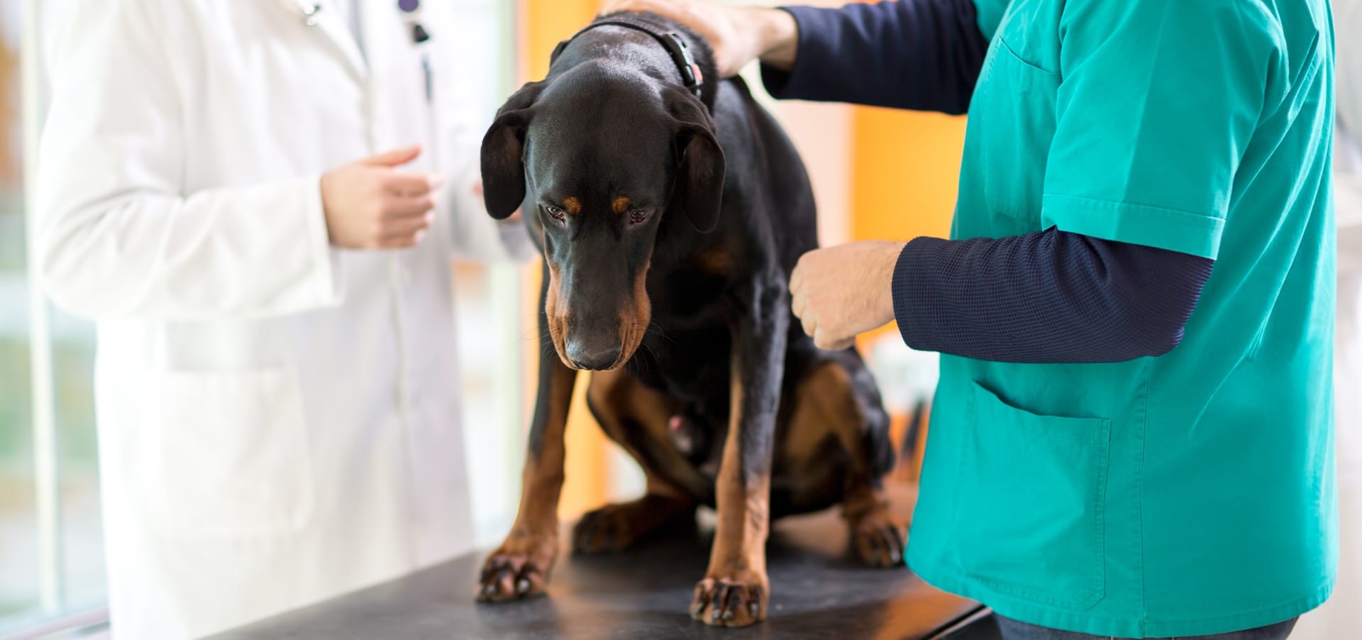 chemotherapy for dogs cost cancer in dogs treatment and care costs chemotherapy for dogs cost cancer in dogs treatment and care costs