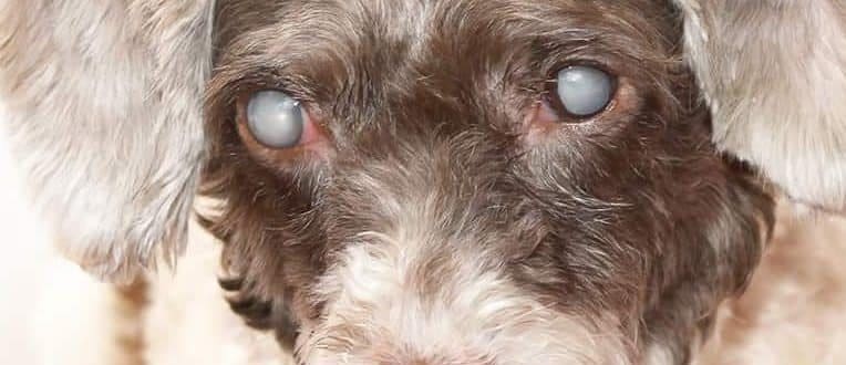 cataracts in dogs cataracts in dogs causes signs and treatment dr elliot pet insurance u cataracts in dogs cataracts in dogs causes signs and treatment dr elliot pet insurance u
