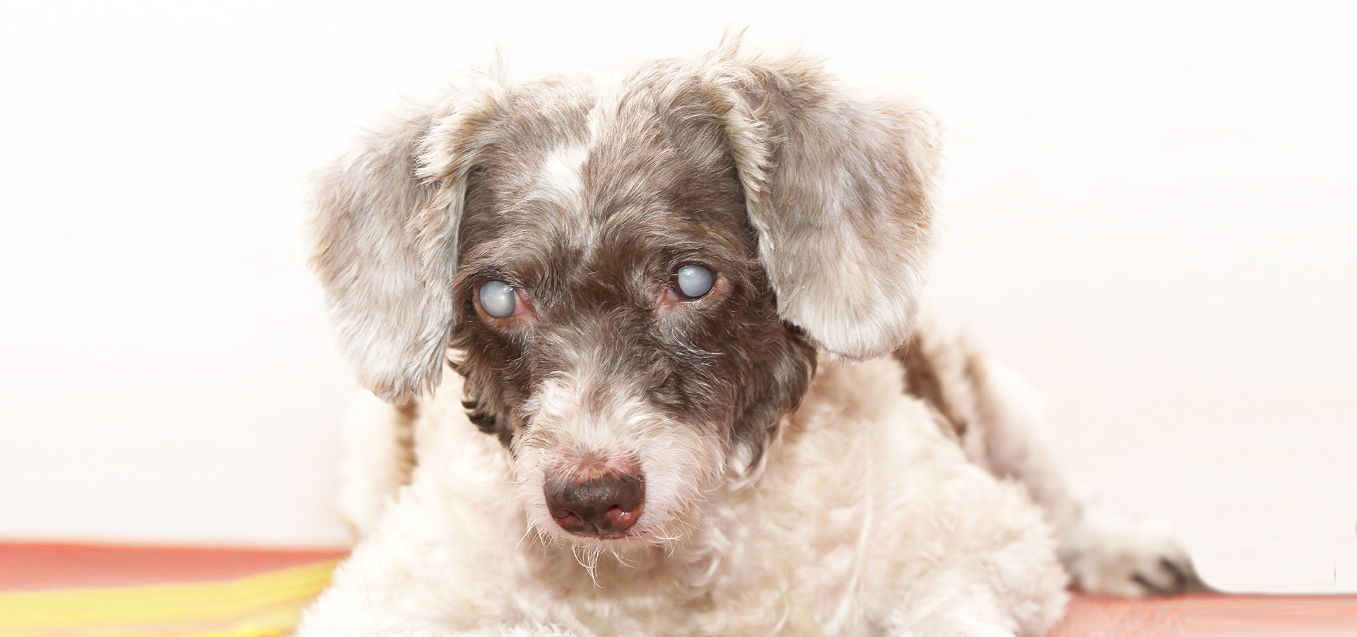 Cataracts in Dogs Symptoms, Surgery » Pet Insurance