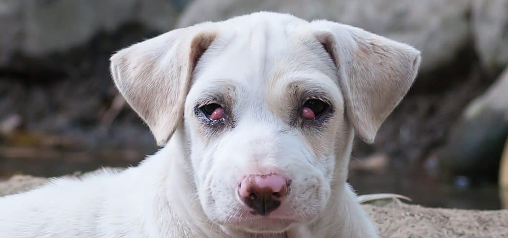 cherry eye in puppies cherry eye in dogs treatment and care costs cherry eye in puppies cherry eye in dogs treatment and care costs