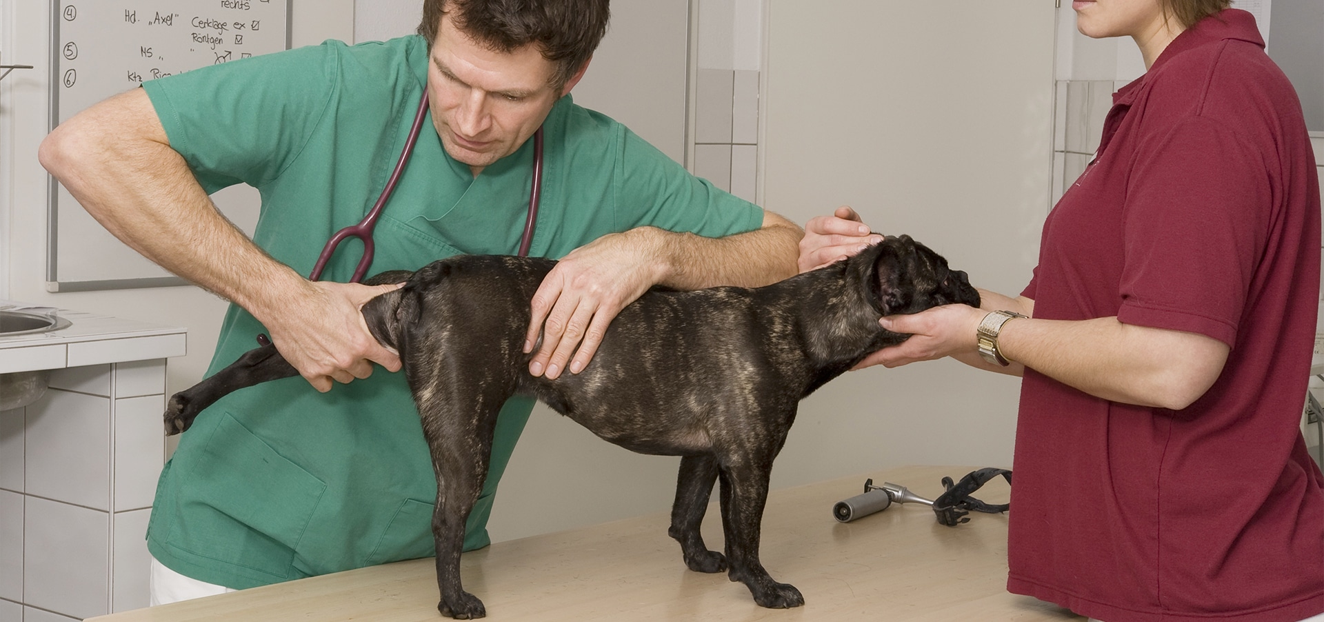 are dogs prone to hip dysplasia