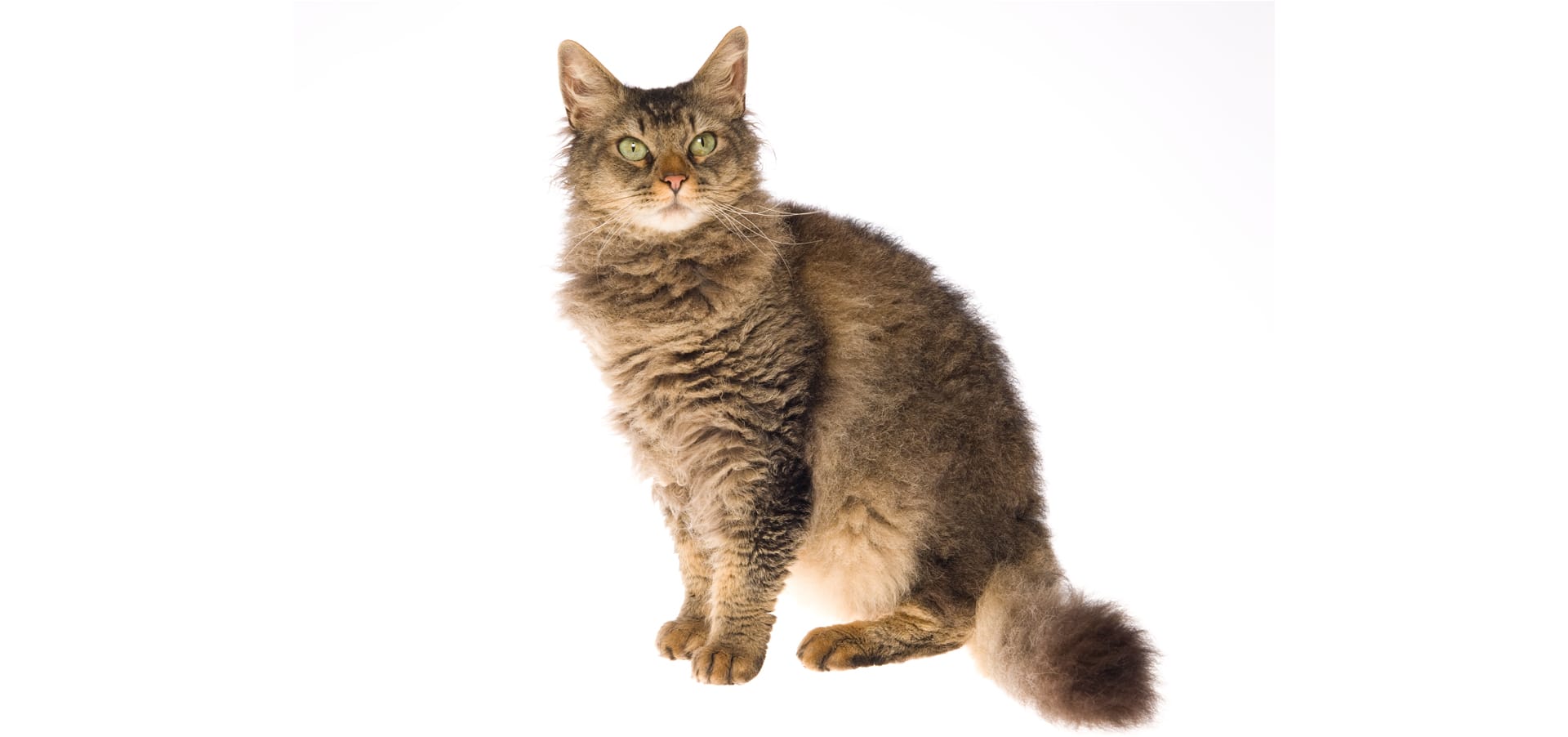 la-perm-cat