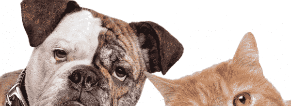 nationwide pet insurance reviews