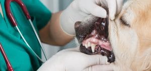 dog getting dental check