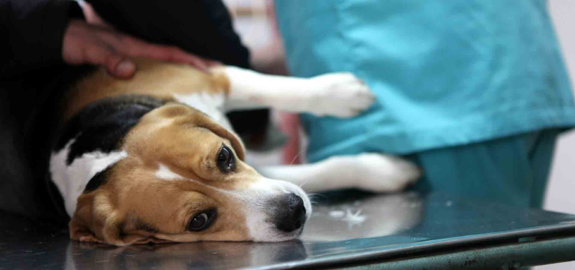 cardiomyopathy in dogs cardiomyopathy in dogs