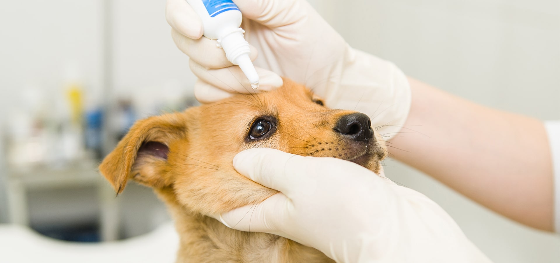 dog dry eyes