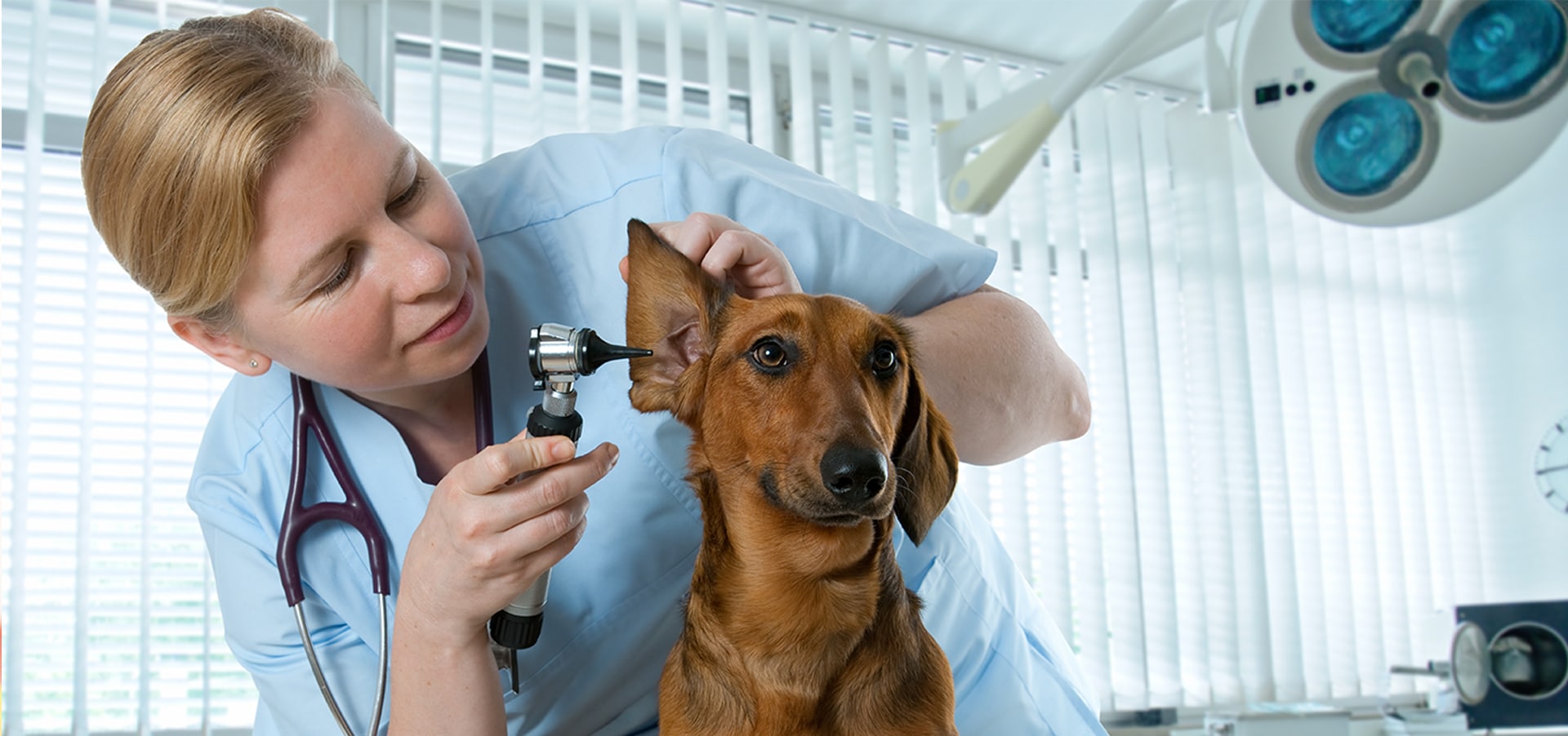 dogs ear infections