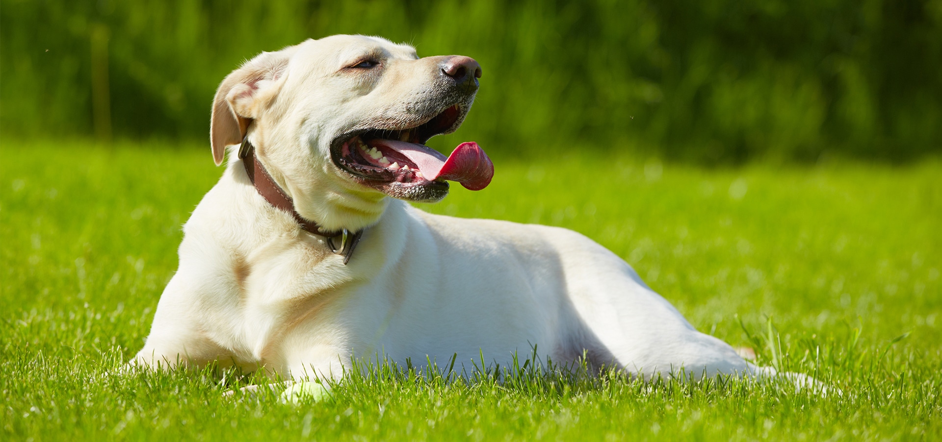 exercise induced collapse dogs