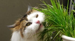 Cat_Eating_Catgrass