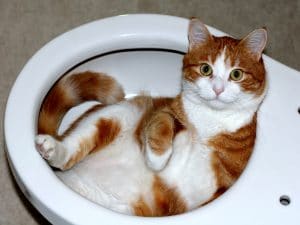 Cat_lying_in_a_toilet_bowl