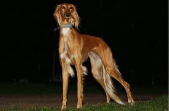 #10: Saluki $2500 #10: Saluki $2500