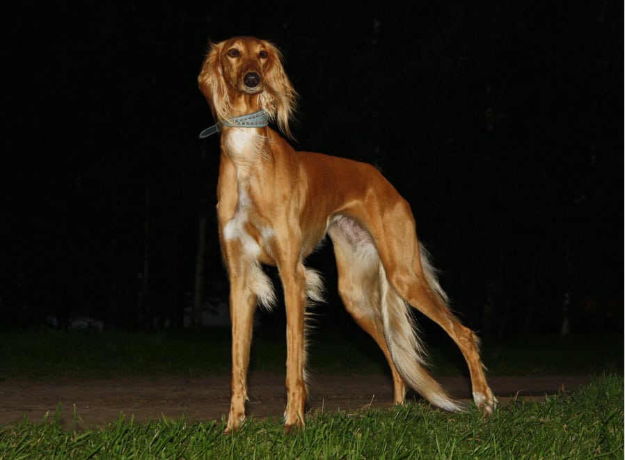 saluki royal dog egypt saluki royal dog egypt