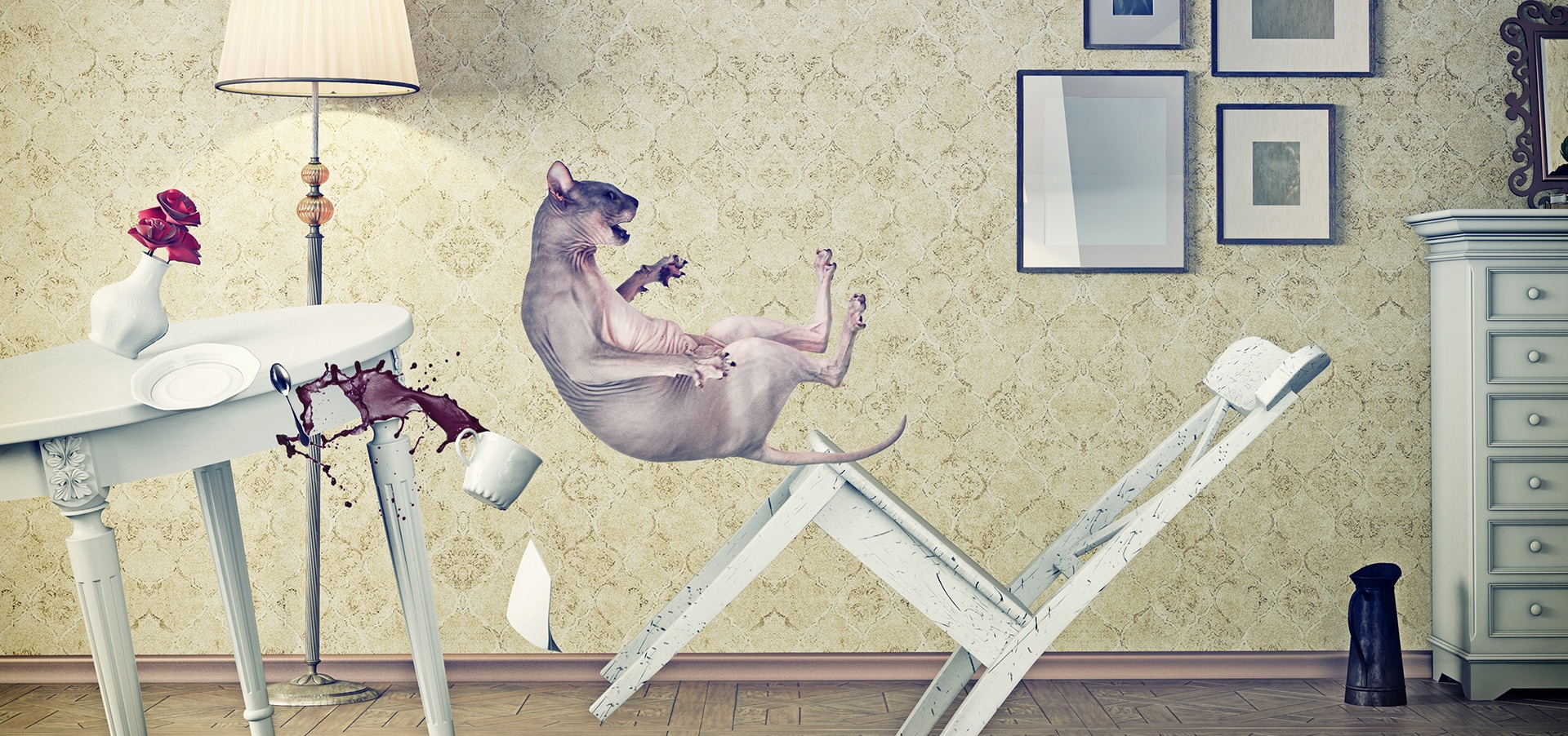 cat hazards
