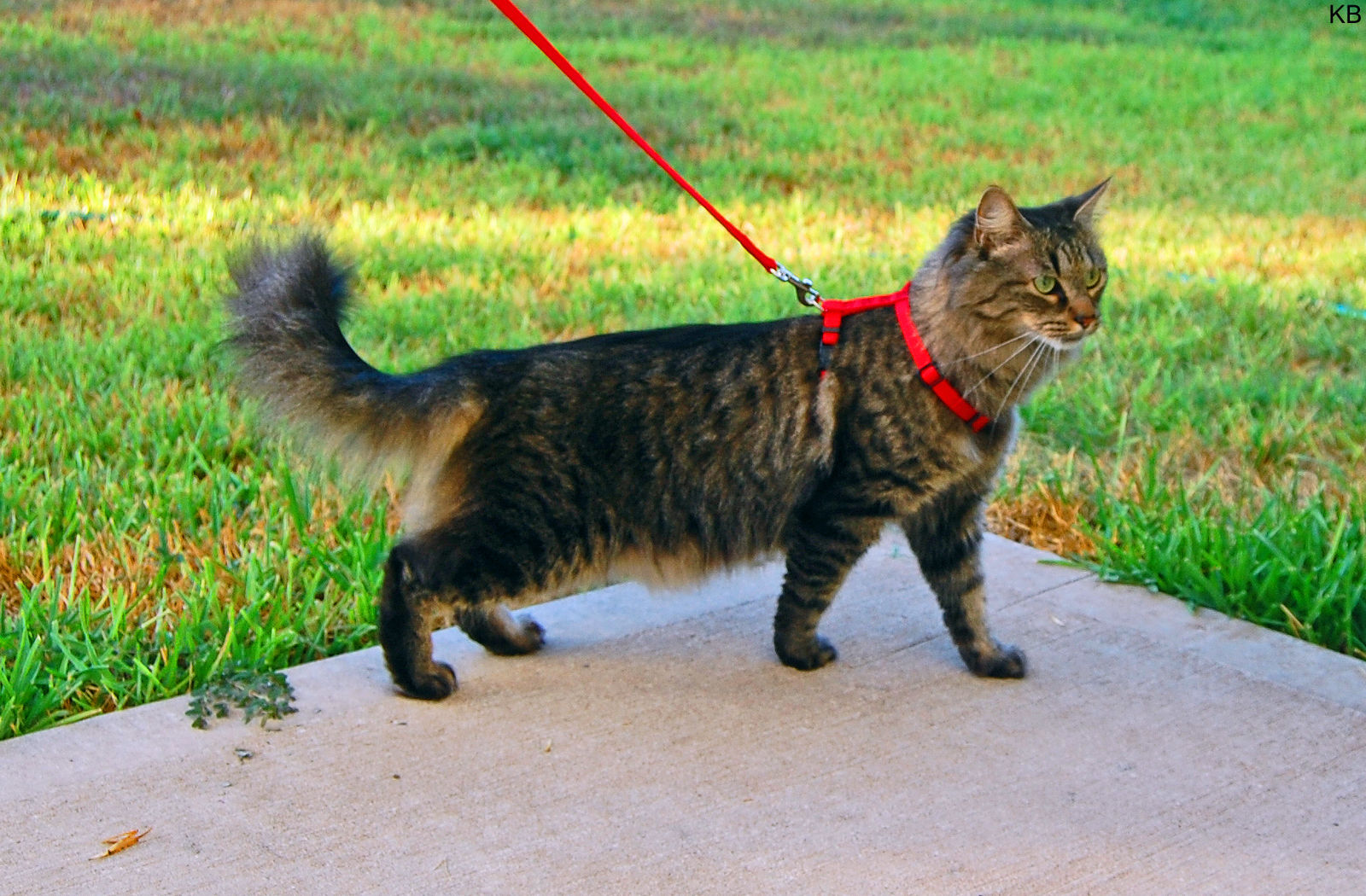 Can You Walk Your Cat on a Leash?