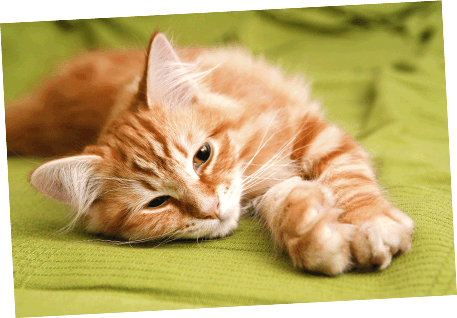 Healthy Paws
