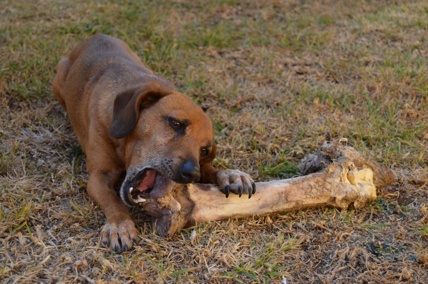 Most mon Causes of Dog Diarrhea mon causes dog diarrhea