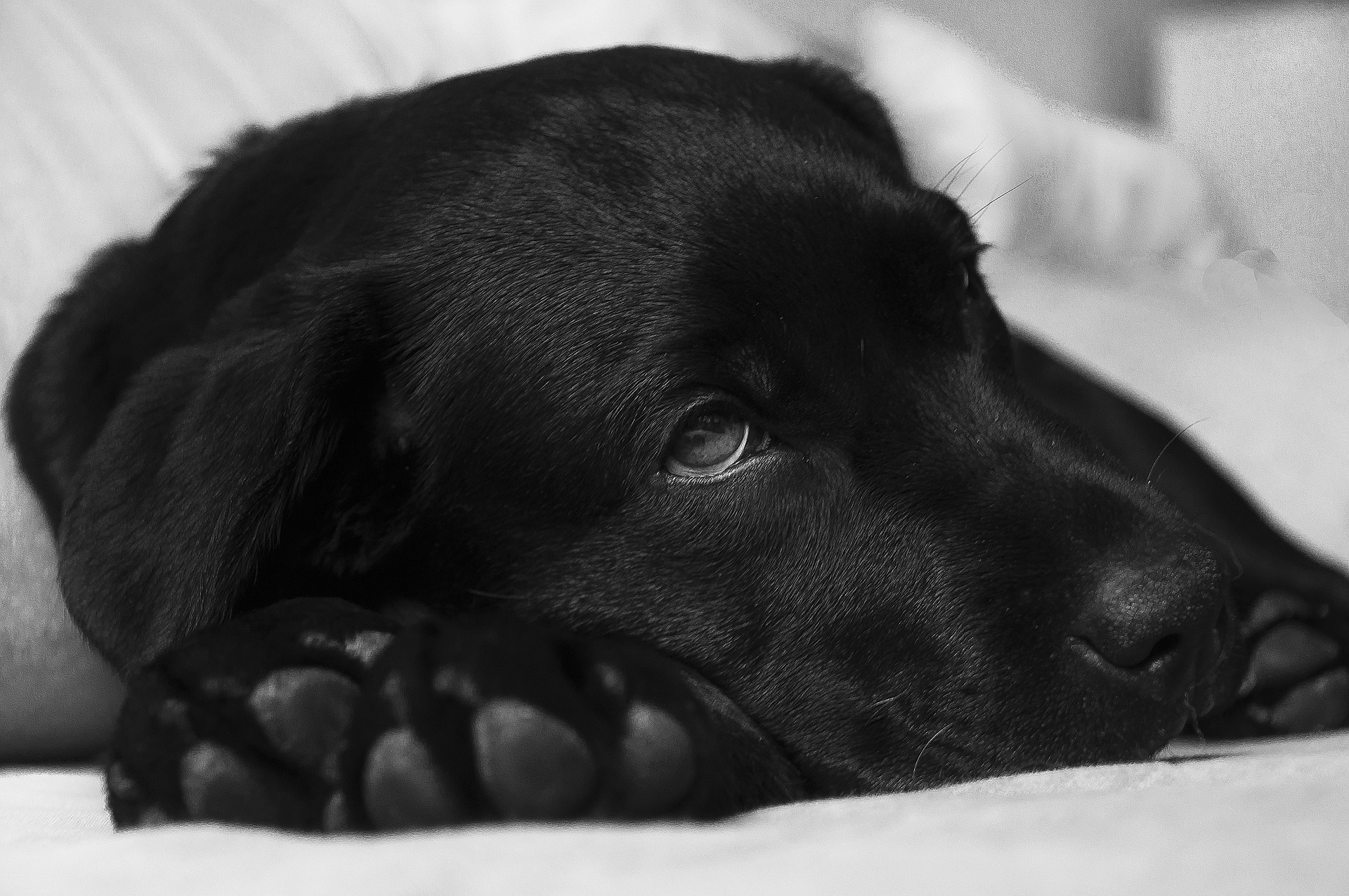 labrador retriever