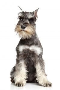 Miniature schnauzer on white background