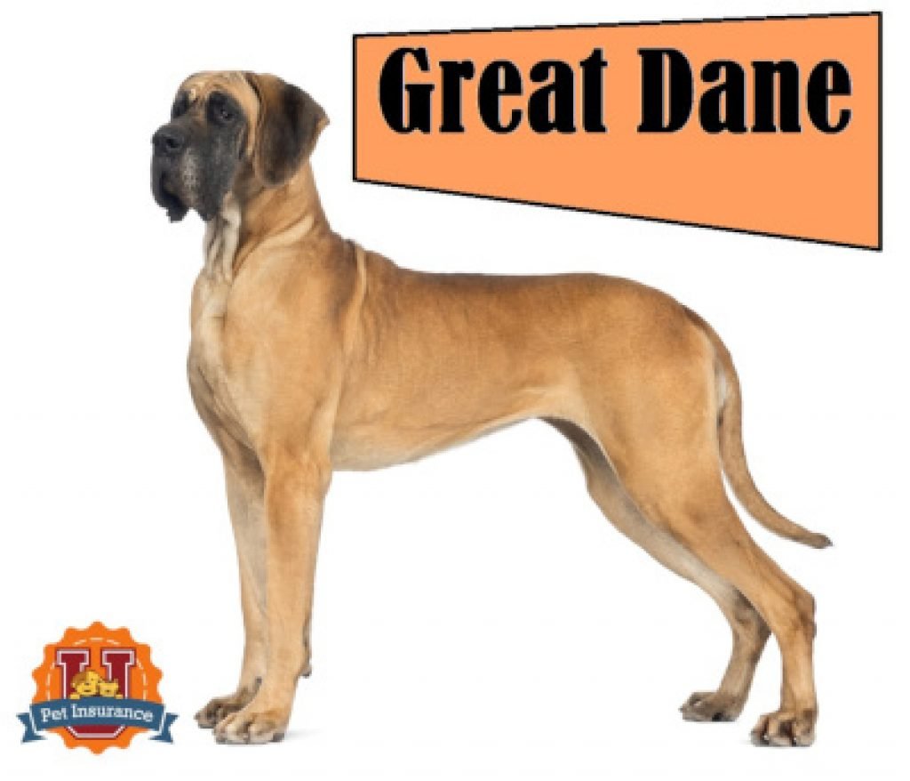 Great Dane Pet Insurance Breed Information & Common Health Issues