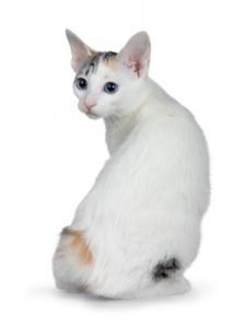 Japanese bobtail cat insurance