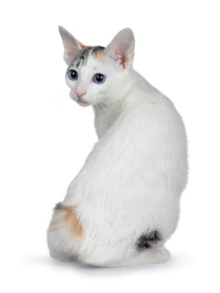 Japanese Bobtail Cat Breed Info, Personality & Common Health Issues