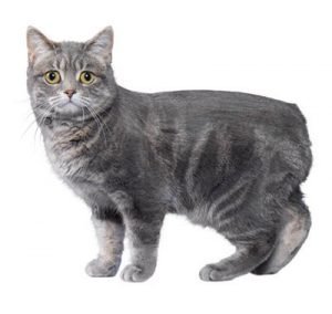 Manx cat breed