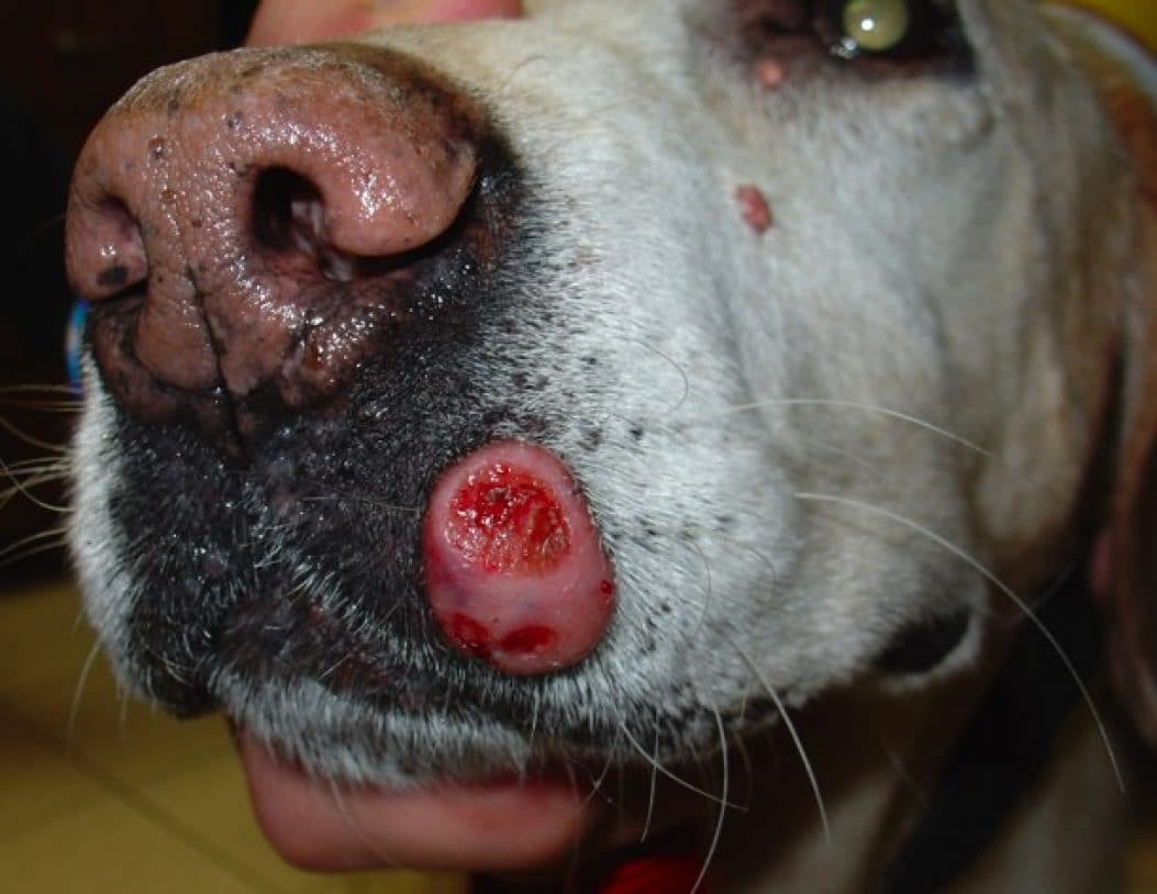 golden retriever depression symptoms cell tumors in dogs golden retriever depression symptoms cell tumors in dogs