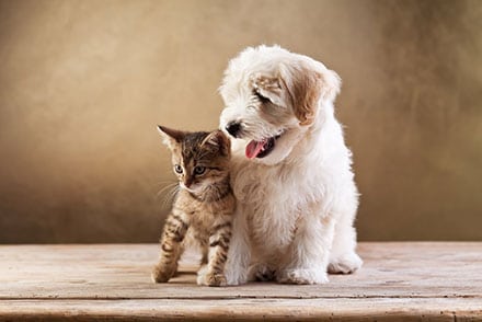 2017 Animal Compassion Veterinary Scholarship Award