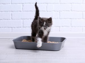 cat peeing outside litter box