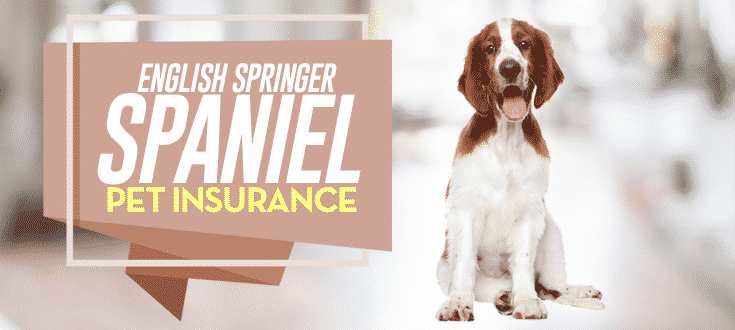 english springer spaniel pet insurance