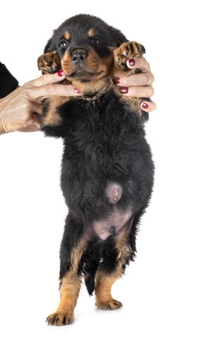 dog hernia