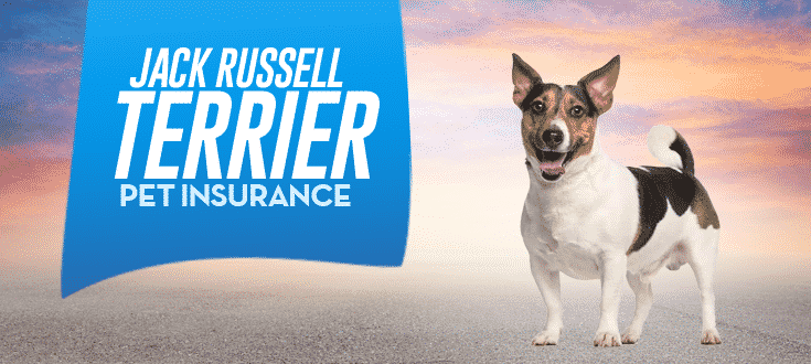 Jack Russell Terrier Dog Insurance Reviews and Comparisons