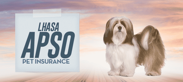 lhasa apso pet insurance