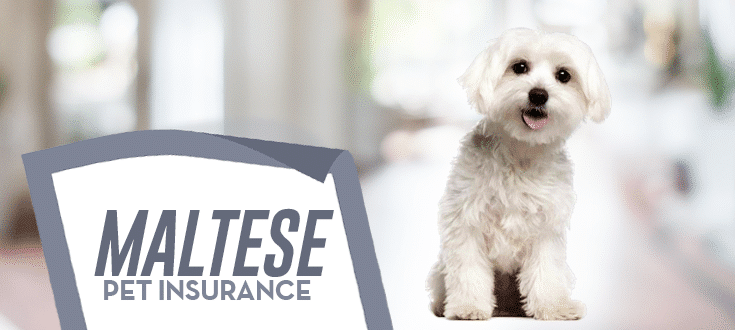 Maltese Dog Insurance Reviews and Comparisons