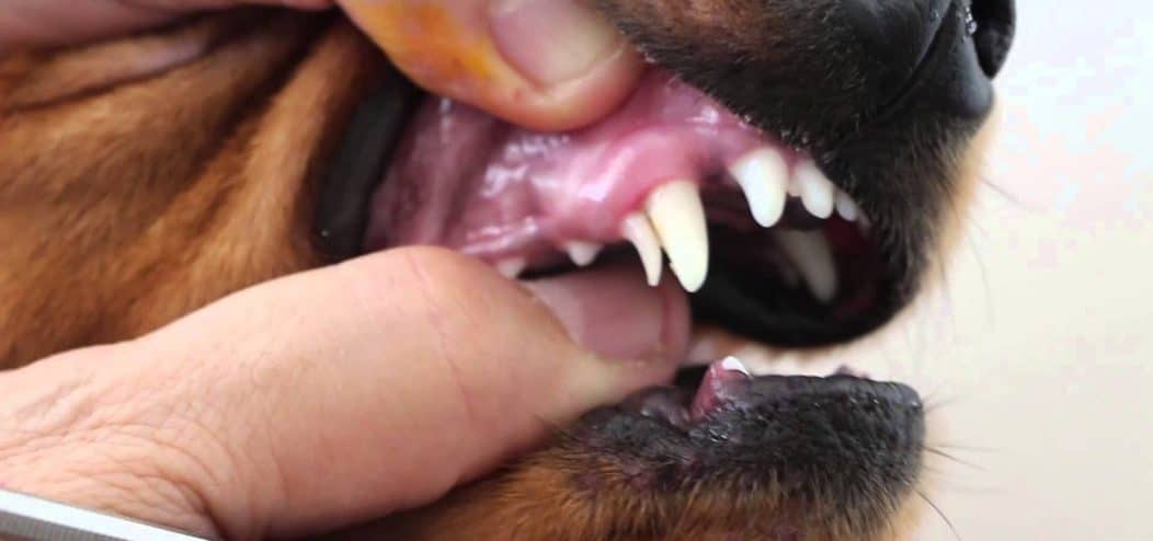 gum disease in dogs