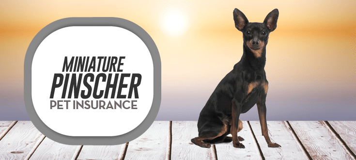 miniature pinscher pet insurance