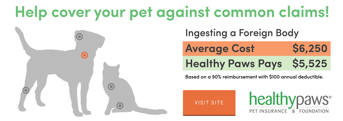 pet insurance All you need to know about dog insurance it’s official – dogs are our favourite pet there are 85 million in the uk and nearly a quarter of all households have a resident dog. pet insurance All you need to know about dog insurance it’s official – dogs are our favourite pet there are 85 million in the uk and nearly a quarter of all households have a resident dog.