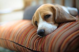 Tired dog laying on a pillow