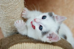 kitten scratching post