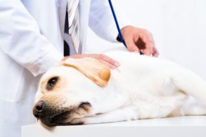 vet examining dog for gastroenteritis
