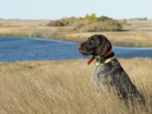 Hunting dog with GPS Collar