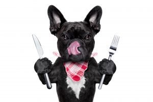 Frenchie holding a fork and knife