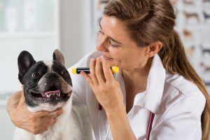 dog getting eye exam at vet