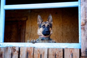 German Shepherd looking through window