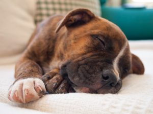 pit bull puppy sleeping