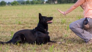 German Shepherd leaning the sit command