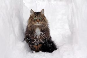 Norwegian Forest Cat