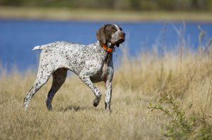 German Shorthaired Pointer